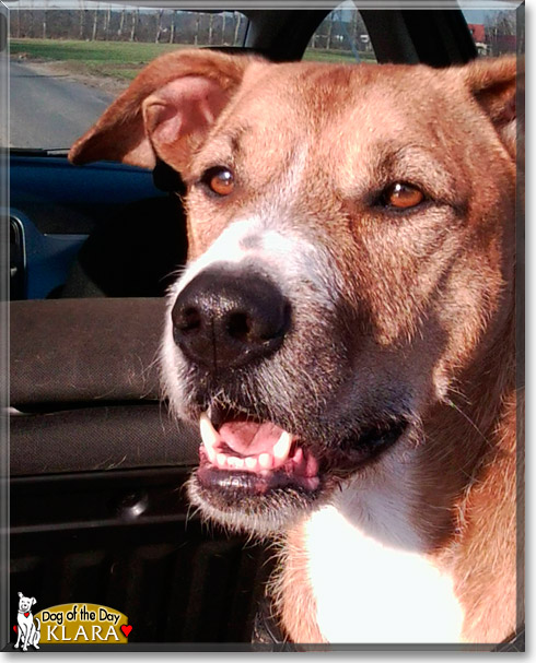Klara, the Dog of the Day
