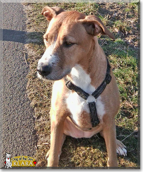 Klara, the Dog of the Day
