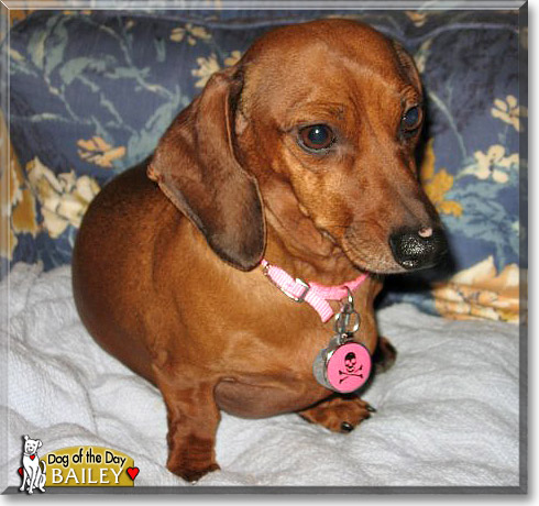 Bailey, the Dog of the Day