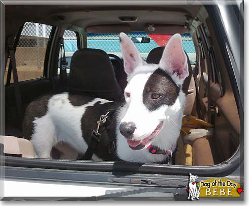 Bebe, the Dog of the Day