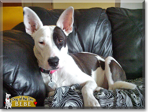 Bebe, the Dog of the Day