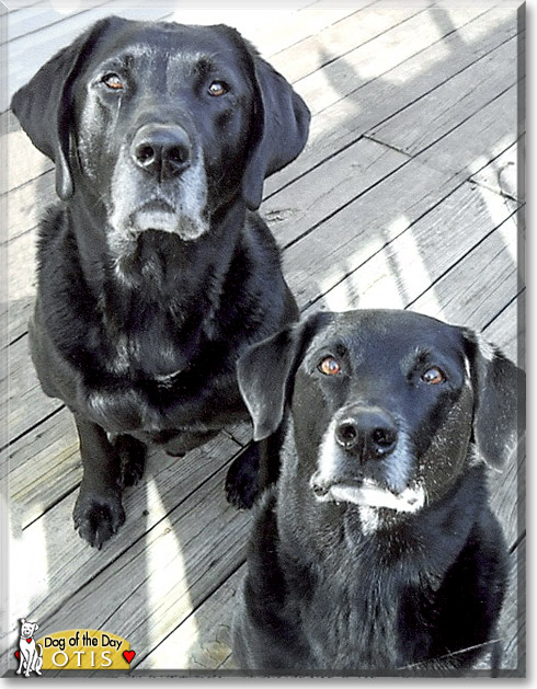 Otis, the Dog of the Day Otis, the Dog of the Day