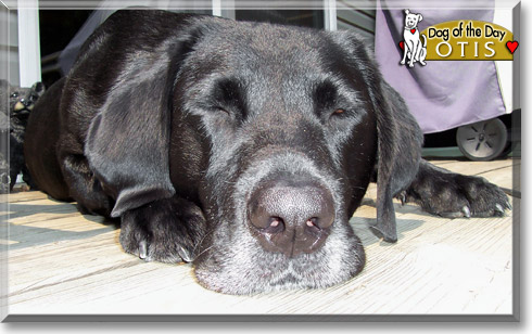 Otis, the Dog of the Day Otis, the Dog of the Day