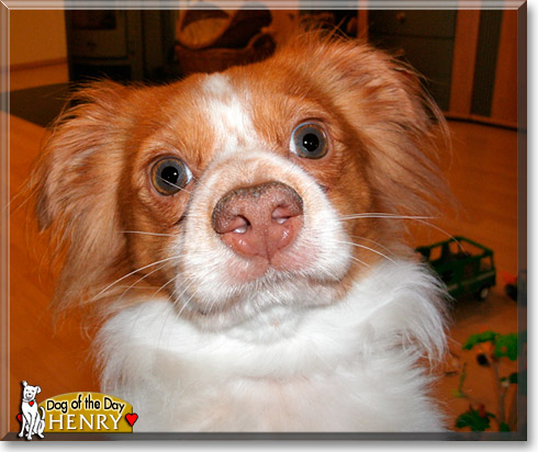 Henry, the Dog of the Day