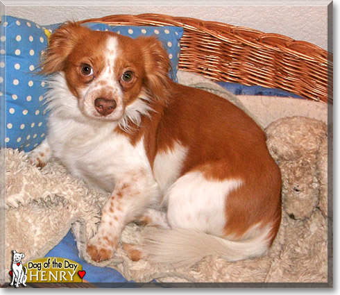 Henry, the Dog of the Day
