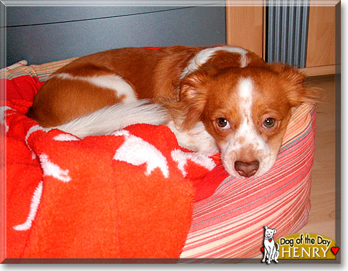 Henry, the Dog of the Day