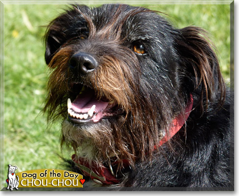 Chou-chou, the Dog of the Day Chou-chou, the Dog of the Day