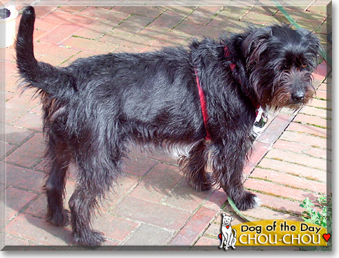 Chou-chou, the Dog of the Day Chou-chou, the Dog of the Day