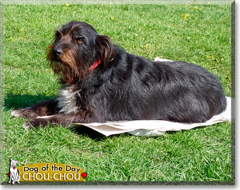 Chou-chou, the Dog of the Day Chou-chou, the Dog of the Day