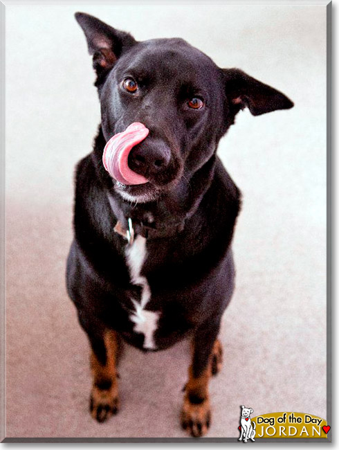 Jordan, the Dog of the Day Jordan, the Dog of the Day