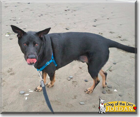 Jordan, the Dog of the Day Jordan, the Dog of the Day