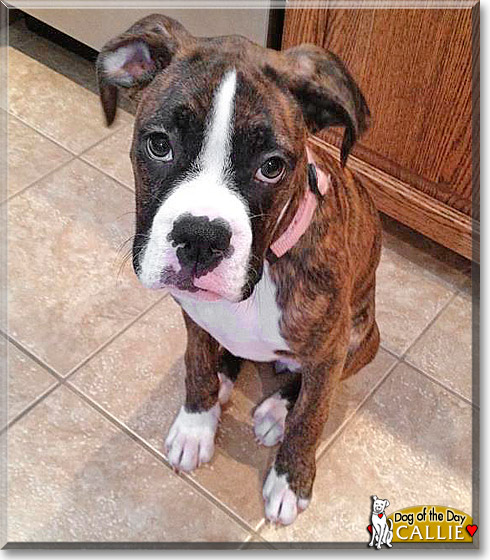 Callie, the Dog of the Day