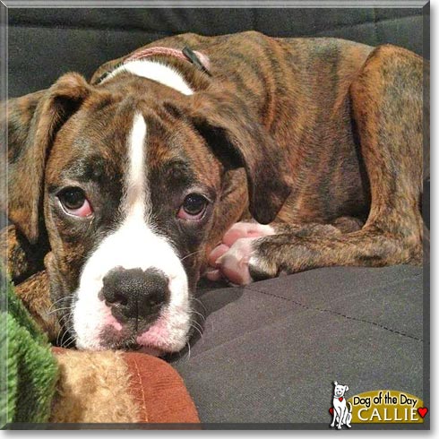 Callie, the Dog of the Day Callie, the Dog of the Day