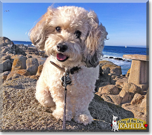 Kahlua, the Dog of the Day Kahlua, the Dog of the Day