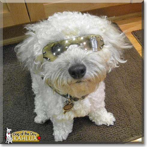 Kahlua, the Dog of the Day Kahlua, the Dog of the Day