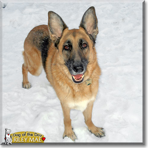 Riley Mae, the Dog of the Day Riley Mae, the Dog of the Day