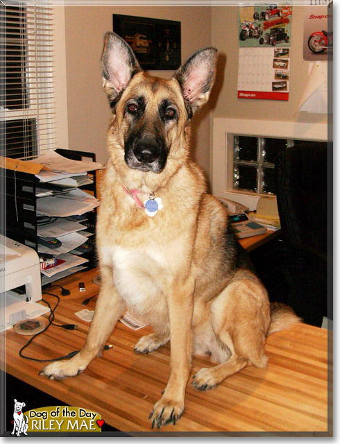 Riley Mae, the Dog of the Day Riley Mae, the Dog of the Day