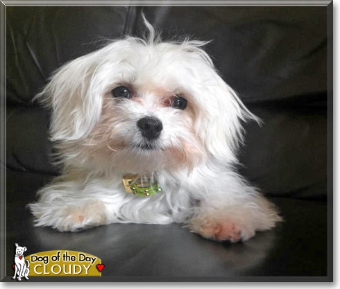 Cloudy, the Dog of the Day Cloudy, the Dog of the Day