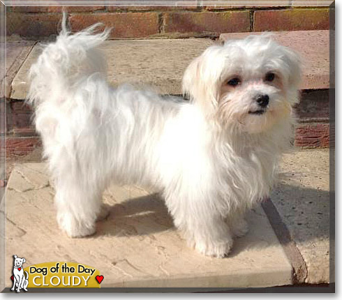 Cloudy, the Dog of the Day Cloudy, the Dog of the Day