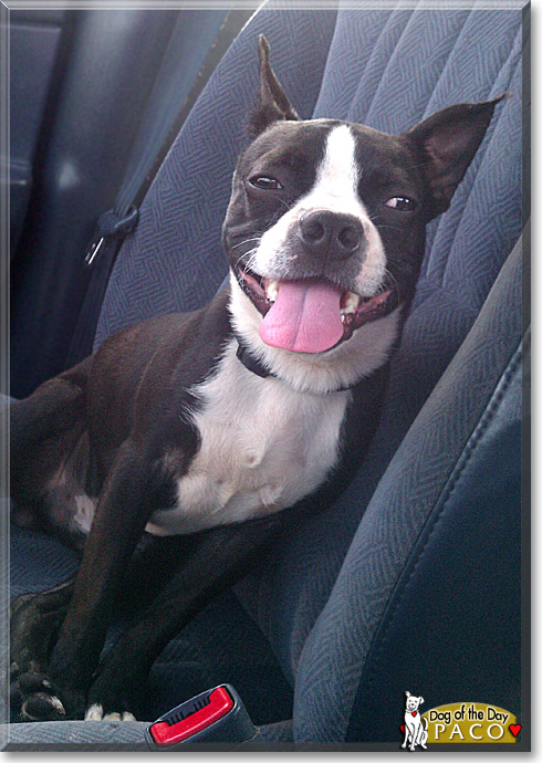 Paco, the Dog of the Day Paco, the Dog of the Day