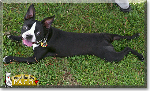 Paco, the Dog of the Day Paco, the Dog of the Day