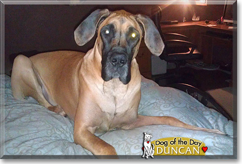 Duncan, the Dog of the Day Duncan, the Dog of the Day