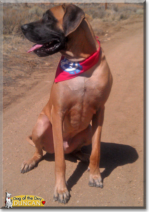 Duncan, the Dog of the Day Duncan, the Dog of the Day