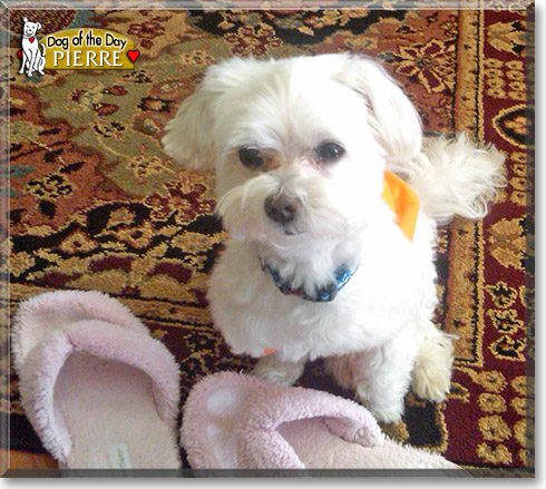 Pierre Crane, the Dog of the Day Pierre Crane, the Dog of the Day