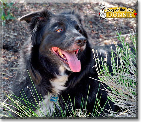 Donnie, the Dog of the Day Donnie, the Dog of the Day