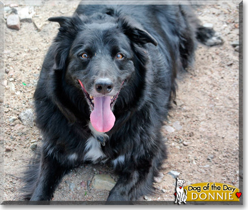 Donnie, the Dog of the Day Donnie, the Dog of the Day