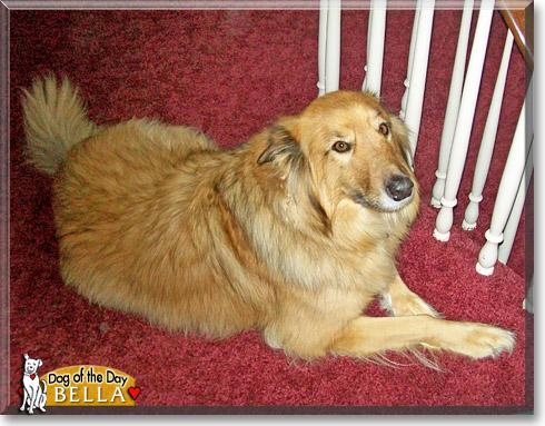 Bella, the Dog of the Day