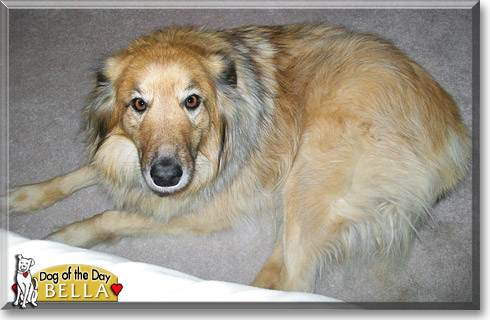 Bella, the Dog of the Day