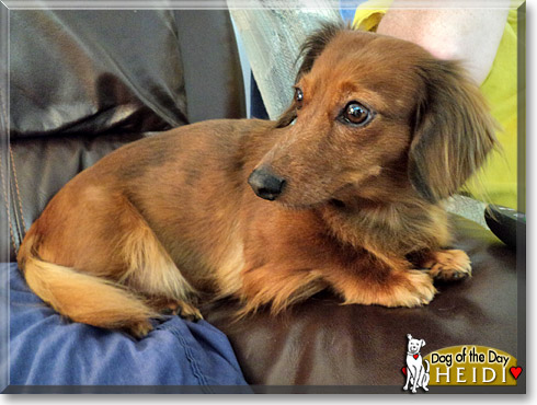 Heidi, the Dog of the Day Heidi, the Dog of the Day