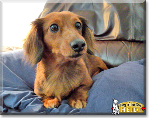 Heidi, the Dog of the Day Heidi, the Dog of the Day