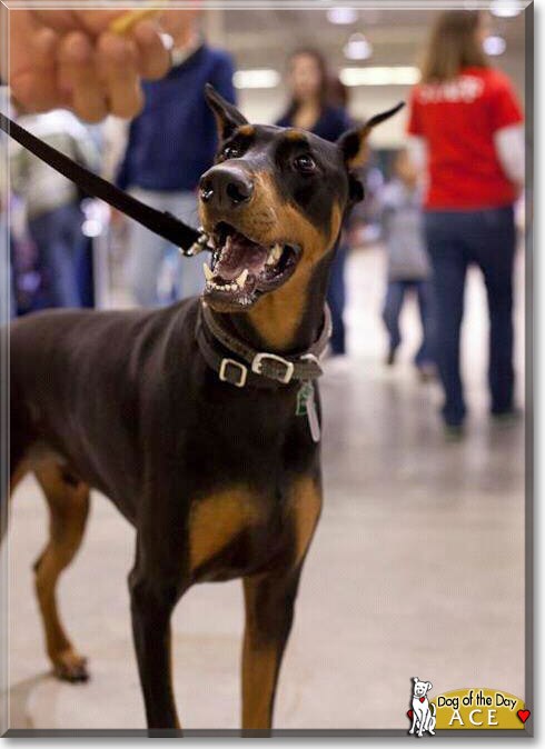 Ace, the Dog of the Day Ace, the Dog of the Day