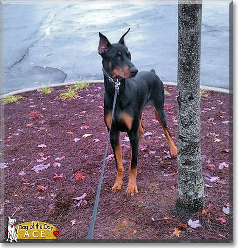 Ace, the Dog of the Day Ace, the Dog of the Day