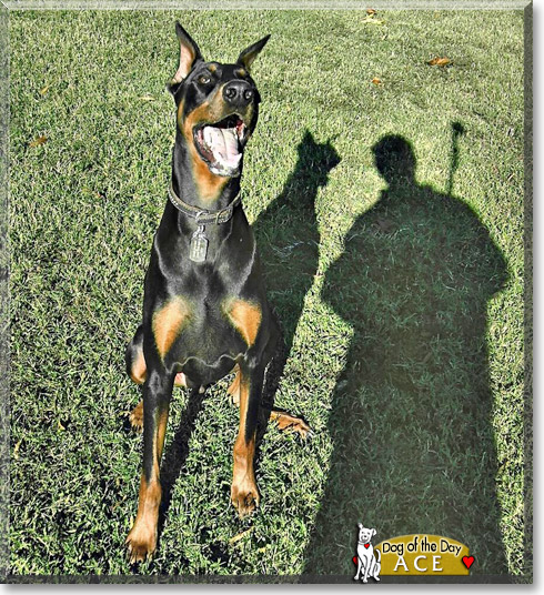 Ace, the Dog of the Day Ace, the Dog of the Day