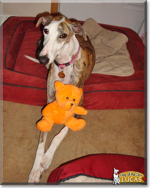 Lucas, the Dog of the Day Lucas, the Dog of the Day