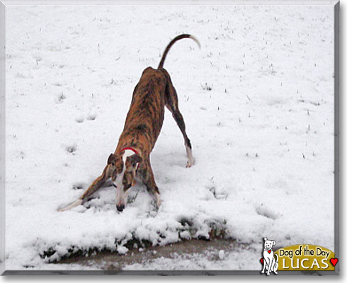 Lucas, the Dog of the Day Lucas, the Dog of the Day