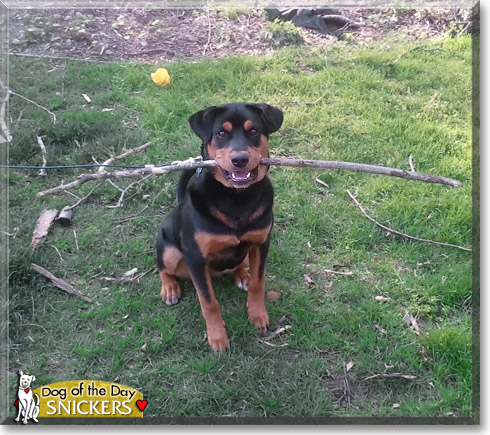 Snickers, the Dog of the Day Snickers, the Dog of the Day