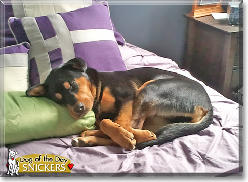 Snickers, the Dog of the Day Snickers, the Dog of the Day