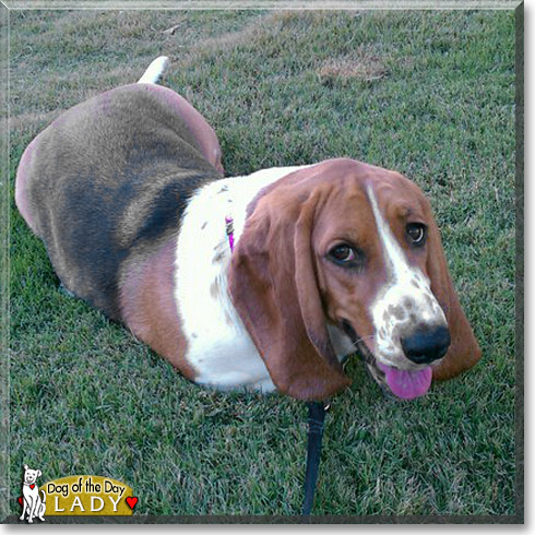 Lady, the Dog of the Day Lady, the Dog of the Day