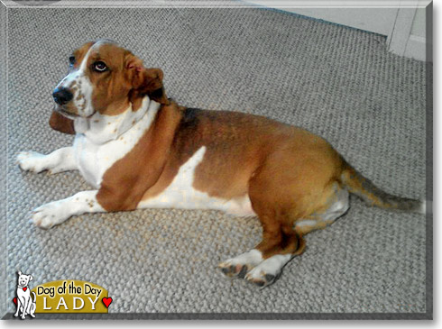 Lady, the Dog of the Day Lady, the Dog of the Day