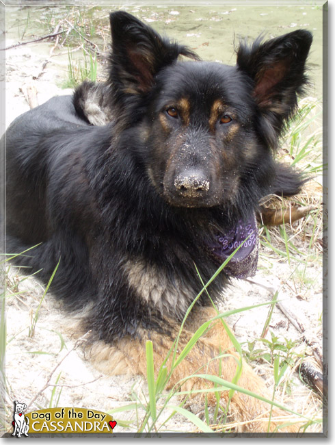 Cassandra, the Dog of the Day Cassandra, the Dog of the Day