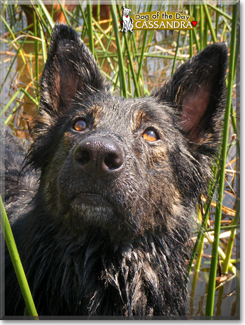 Cassandra, the Dog of the Day Cassandra, the Dog of the Day