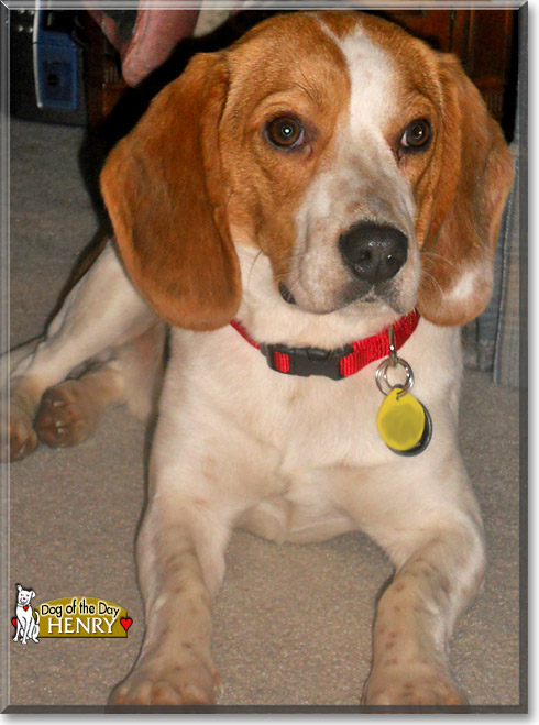 Henry, the Dog of the Day Henry, the Dog of the Day