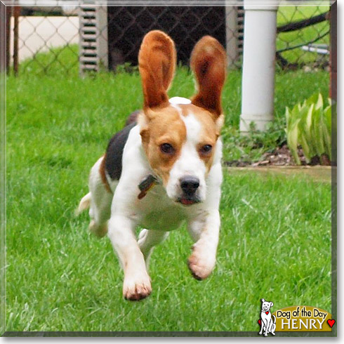 Henry, the Dog of the Day Henry, the Dog of the Day