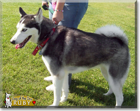Ruby, the Dog of the Day Ruby, the Dog of the Day