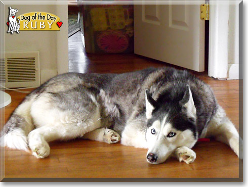Ruby, the Dog of the Day Ruby, the Dog of the Day