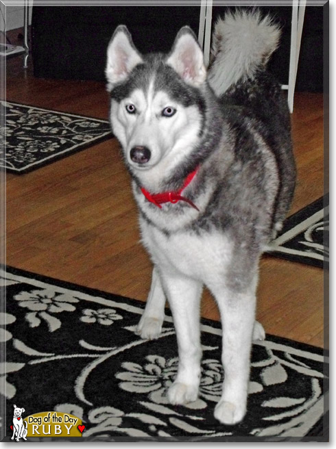 Ruby, the Dog of the Day Ruby, the Dog of the Day